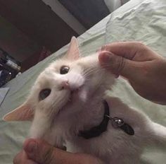 a white cat is being petted by someone's hand on a bed in a room