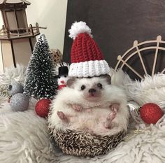 an adorable hedge in a knitted santa hat