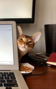 a cat peeking out from behind a laptop