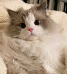 a fluffy white cat laying on top of a blanket