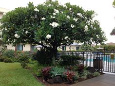 a tree with white flowers in front of a swimming pool and fenced in area