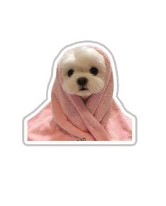 a small white dog wrapped in a pink towel