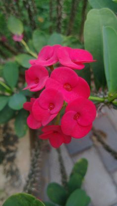 pink flowers are blooming in the garden