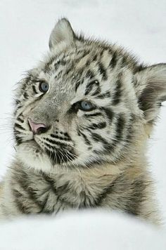 a white tiger cub with blue eyes laying on the snow looking at something in the distance