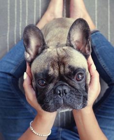 a small dog sitting on top of a woman's lap