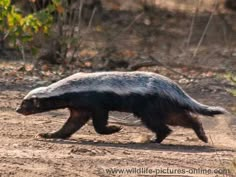 an animal that is walking on some dirt