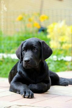 a black dog laying on the ground in front of a fence and flowers behind it