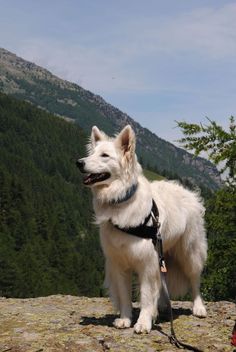 a large white dog standing on top of a rocky hill next to a tree covered hillside