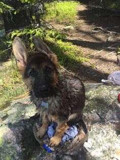 a dog sitting on top of a rock in the woods