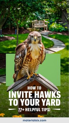 Hawk perched on a birdhouse in a garden with the text: "How to invite hawks to your yard (77+ helpful tips)"