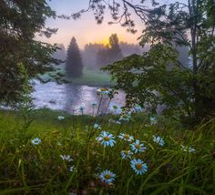 the sun is setting over a lake with daisies in the foreground and trees on the other side