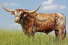 a brown and white bull standing on top of a lush green field next to a blue sky