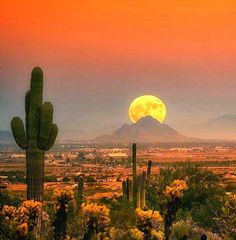 the full moon is setting over a desert landscape with cactus trees and cacti