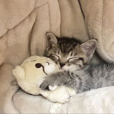 a small kitten sleeping on top of a stuffed animal next to a white teddy bear