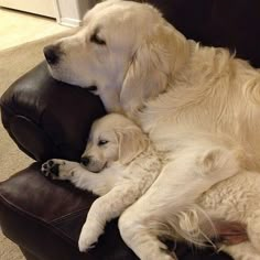 a large white dog laying on top of a couch next to a small white dog