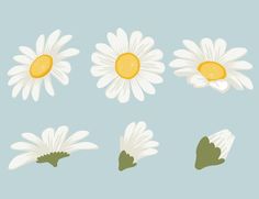 four different types of daisies on a light blue background, each with one flower in the center