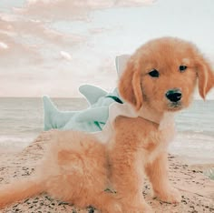 a dog is sitting on the beach with a shark costume around its neck and collar