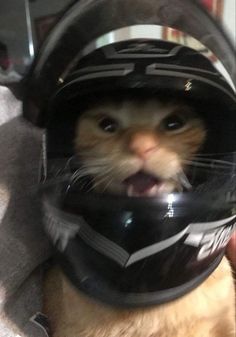 a cat wearing a helmet with its mouth open