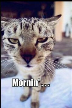 a cat that is looking at the camera with caption saying it's morning