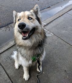 a close up of a dog sitting on the sidewalk with its mouth open and tongue out