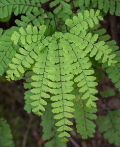 a green plant with lots of leaves on it