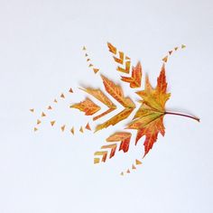 an orange leaf is flying through the air with other leaves on it's side