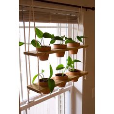 several potted plants are hanging from a window sill