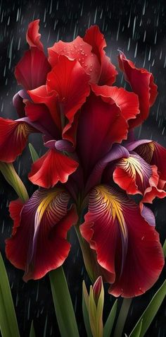 red flowers in the rain on a black background