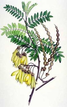 an illustration of a plant with bananas on it