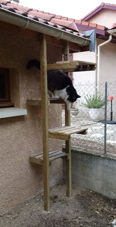 a black and white cat climbing up the side of a wooden ladder on top of a building