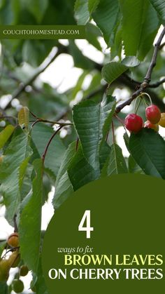 brown leaves on cherry tree Tent Caterpillars, Organic Fungicide, Cherry Leaf, Bing Cherries, Fuji Apple, Brown I, Brown Leaves, Fast Growing Trees