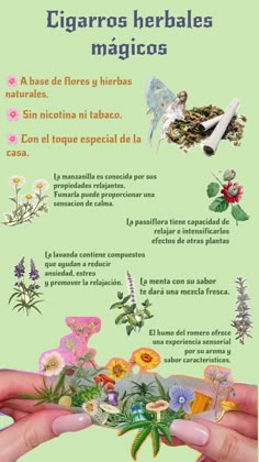 Plantas medicinales, cigarrillos, flores, hadas Good Luck Spells, Plant Magic, Flower Meanings, Happy Hippie, Baby Witch, Hippie Life