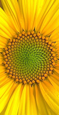 the center of a yellow sunflower with drops of water on it's petals