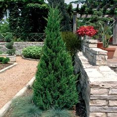 a very tall green tree sitting in the middle of a garden next to a stone wall