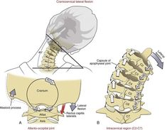 Neck Muscle Anatomy, Cabinet Medical, Muscle Anatomy, Muscles In Your Body, University Of Houston