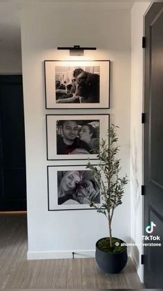 a potted plant sitting in the middle of a room with pictures on the wall