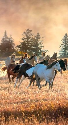 a group of horses running through a field with trees in the backgrouds