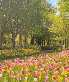 a field full of flowers with trees in the background