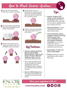 an info sheet with instructions on how to plant flowers in potted plants and the text below it