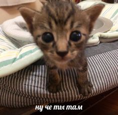 a small kitten standing on top of a bed next to a pillow and blanket with the caption, hey ye've mis mam