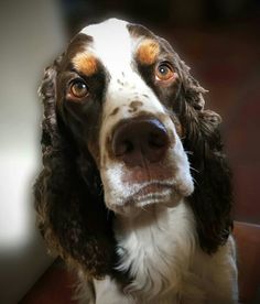 a brown and white dog sitting on top of a wooden floor next to a wall