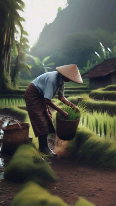 a woman with a straw hat is working in a rice field