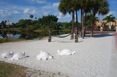 some white sand and palm trees on the beach