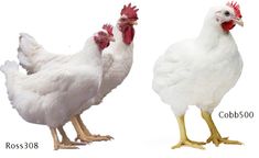 two chickens standing next to each other on a white background and one chicken with red combs