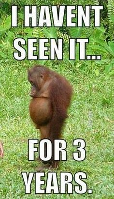 Fitness Funny, Funny Day Quotes, Good Morning Funny Pictures, Funny Cartoons Jokes, Cartoon Pictures, Good Morning Funny, Funny Animal Quotes, Monkeys Funny, Funny Jokes For Adults