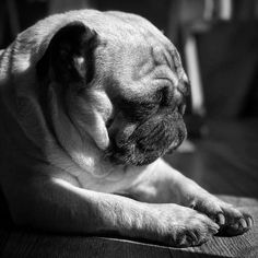 a black and white photo of a dog laying on the floor