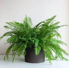 a green plant in a black pot sitting on a table next to a white wall