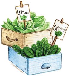 lettuce and spinach in a wooden box with signs