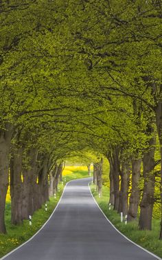 an empty road lined with trees on both sides