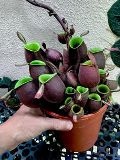 a hand is holding a potted plant with green leaves and buds on the stems